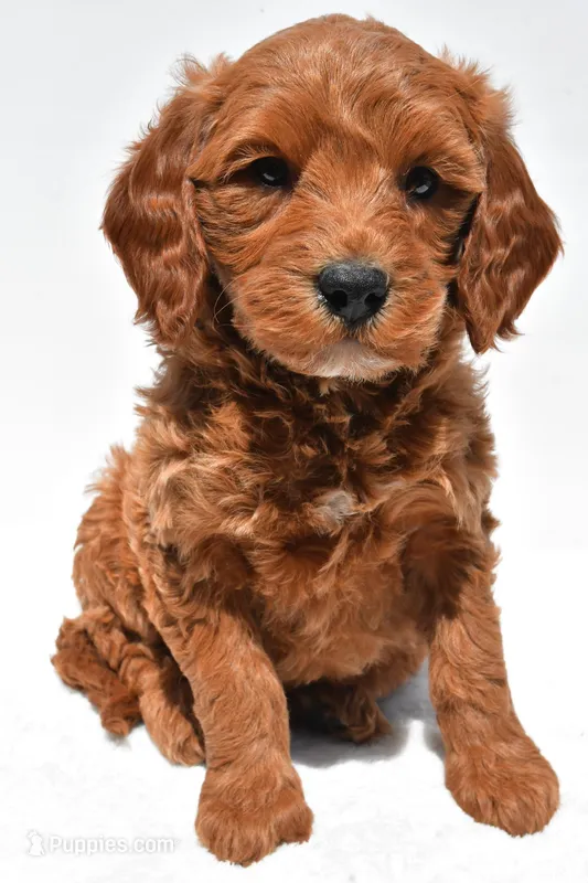 Cole – Miniature Goldendoodle puppy for sale in Dundee, OH
