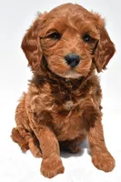 Cole, a male Miniature Goldendoodle for sale in Dundee, OH – Photo 1 of 9