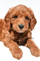 Cole, a male Miniature Goldendoodle for sale in Dundee, OH – Photo 6 of 9