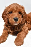 Cole, a male Miniature Goldendoodle for sale in Dundee, OH – Photo 7 of 9