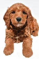 Cole, a male Miniature Goldendoodle for sale in Dundee, OH – Photo 9 of 9