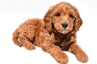 Cole, a male Miniature Goldendoodle for sale in Dundee, OH – Photo 5 of 9