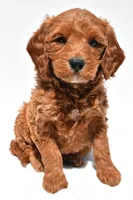 Cole, a male Miniature Goldendoodle for sale in Dundee, OH – Photo 8 of 9