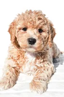 Bella, a female Miniature Goldendoodle for sale in Dundee, OH – 5 of 8