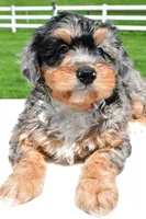 Brianna, a female Miniature Bernedoodle and Miniature Aussiedoodle for sale in Dundee, OH – 5 of 7