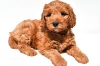 Jared, a male Miniature Goldendoodle for sale in Dundee, OH – 2 of 9