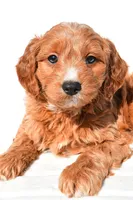 Conner, a male Miniature Goldendoodle for sale in Dundee, OH – 5 of 7