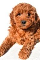 Layla, a female Miniature Goldendoodle for sale in Dundee, OH – 8 of 8
