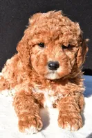 Sophia, a female Miniature Goldendoodle for sale in Dundee, OH – 8 of 8