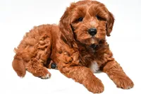 Austin, a male Miniature Goldendoodle for sale in Dundee, OH – 3 of 8