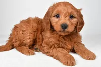 Colton, a male Miniature Goldendoodle for sale in Dundee, OH – 3 of 8
