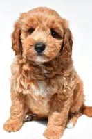 Klhoe, a female Miniature Goldendoodle for sale in Dundee, OH – 1 of 7
