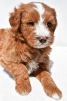 Landrie, a female Miniature Goldendoodle for sale in Dundee, OH – 6 of 6