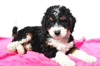 Ashley, a female Miniature Bernedoodle for sale in Dundee, OH – 3 of 5