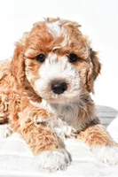 Violet, a female Miniature Goldendoodle for sale in Dundee, OH – 4 of 4