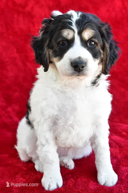 Colleen – Miniature Bernedoodle, Miniature Aussiedoodle puppy for sale in Dundee, OH