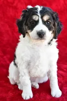 Colleen, a female Miniature Bernedoodle and Miniature Aussiedoodle for sale in Dundee, OH – 1 of 9