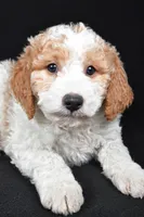 Logan, a male Miniature Goldendoodle for sale in Dundee, OH – 6 of 6