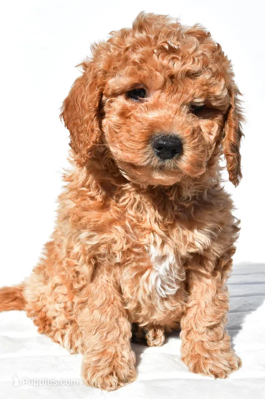 Alice – Miniature Goldendoodle puppy for sale in Dundee, OH
