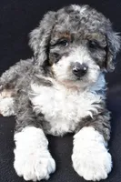Kaden, a male Miniature Bernedoodle for sale in Dundee, OH – 7 of 7