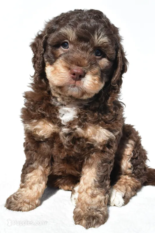 Quinten – Miniature Bernedoodle puppy for sale in Dundee, OH