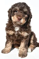 Quinten, a male Miniature Bernedoodle for sale in Dundee, OH – 1 of 6