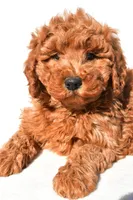 Rosie, a female Miniature Goldendoodle for sale in Dundee, OH – 8 of 8