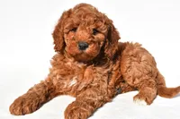 Ashton, a male Miniature Goldendoodle for sale in Dundee, OH – 3 of 9