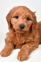 Colton, a male Miniature Goldendoodle for sale in Dundee, OH – 6 of 8