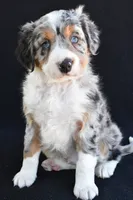 Austin, a male Miniature Bernedoodle and Miniature Aussiedoodle for sale in Dundee, OH – 4 of 9