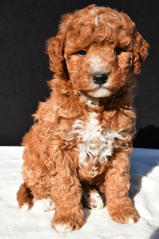 Jake – Miniature Goldendoodle puppy for sale in Dundee, OH