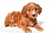 Conner, a male Miniature Goldendoodle for sale in Dundee, OH – 7 of 7