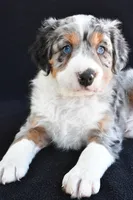 Austin, a male Miniature Bernedoodle and Miniature Aussiedoodle for sale in Dundee, OH – 3 of 9