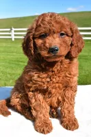 Miley, a female Miniature Goldendoodle for sale in Dundee, OH – Photo 2 of 6