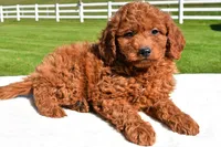 Miley, a female Miniature Goldendoodle for sale in Dundee, OH – Photo 4 of 6