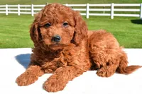Miley, a female Miniature Goldendoodle for sale in Dundee, OH – Photo 3 of 6