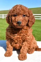 Miley, a female Miniature Goldendoodle for sale in Dundee, OH – Photo 1 of 6