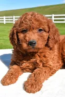 Miley, a female Miniature Goldendoodle for sale in Dundee, OH – Photo 6 of 6