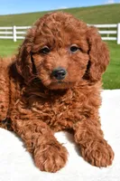 Miley, a female Miniature Goldendoodle for sale in Dundee, OH – Photo 5 of 6
