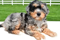 Brianna, a female Miniature Bernedoodle and Miniature Aussiedoodle for sale in Dundee, OH – 2 of 7