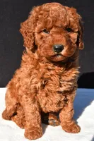 Olivia, a female Miniature Goldendoodle for sale in Dundee, OH – 1 of 9