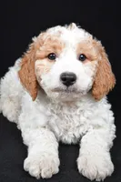 Logan, a male Miniature Goldendoodle for sale in Dundee, OH – 4 of 6