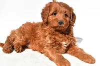 Avery, a female Miniature Goldendoodle for sale in Dundee, OH – 1 of 7