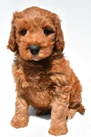 Jared, a male Miniature Goldendoodle for sale in Dundee, OH – 7 of 9
