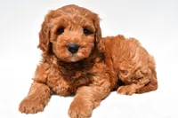 Jared, a male Miniature Goldendoodle for sale in Dundee, OH – 3 of 9