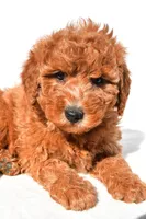 Miley, a female Miniature Goldendoodle for sale in Dundee, OH – 6 of 9