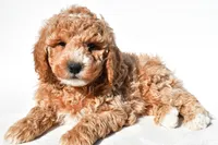 Justin, a male Miniature Goldendoodle for sale in Dundee, OH – 3 of 8