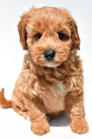 Klhoe, a female Miniature Goldendoodle for sale in Dundee, OH – 3 of 7
