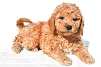 Alice, a female Miniature Goldendoodle for sale in Dundee, OH – 6 of 8