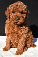 Jade, a female Miniature Goldendoodle for sale in Dundee, OH – 2 of 8